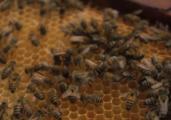 Instituto Beeva, Sebrae Alagoas e Usina Caeté unem forças para fortalecer a apicultura e impulsionar a economia local