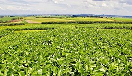 Nova soja convencional combina produtividade e controle de plantas daninhas