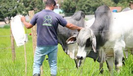 Manejo dócil do Brahman ajuda no desempenho do animal e rendimento da arroba