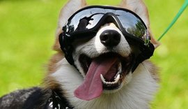 Cães processam a fala de forma semelhante aos humanos, revela estudo