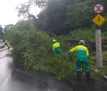 Árvore cai na Av. Leste-Oeste, interdita via e trânsito de Maceió para na manhã desta sexta