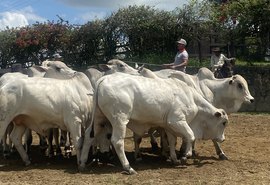 Rebanho IBC é apresentado em evento na Fazenda Recanto