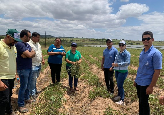 Cooperativas compartilham variedade de amendoim em Dia de Campo