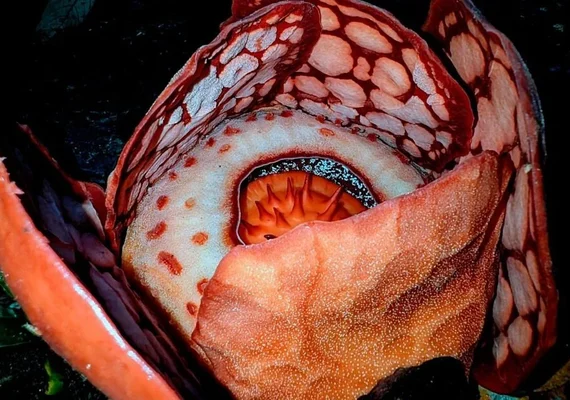 Flor gigante raríssima é encontrada em Sumatra após 13 anos de buscas