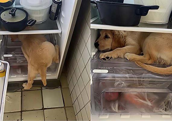 Vídeo: em Maceió, golden retriever viraliza com solução inusitada para se refrescar