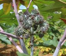 Cooperativa promove iniciativa para resgatar o cultivo da mamona em Alagoas