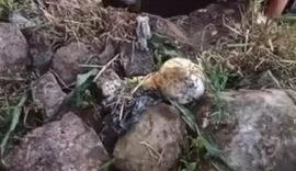 VÍDEO: Jumento é resgatado de poço em Alagoas