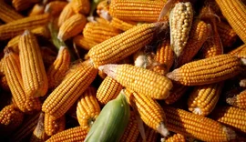 Preços ao produtor do Brasil têm em maio maior queda em quase 2 anos