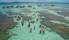 Rara lagosta azul é encontrada por pescador em Maragogi; veja imagens