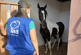 Expoagro 2025: Shopping Mangalarga Marchador oferece vantagens exclusivas de compra