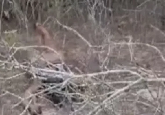 Mulher é encontrada morta, seminua e com rosto queimado em interior de AL