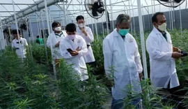 Farmácia em AL recebe autorização para vender produtos à base de cannabis medicinal