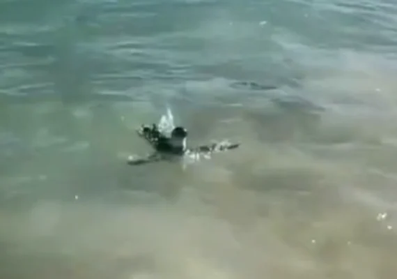 Vídeo: Pinguim é visto nadando entre banhistas em praia do Rio de Janeiro