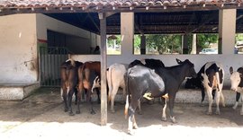 Adeal certifica primeiro estabelecimento livre de brucelose em Alagoas