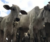 Adeal inicia primeira etapa da campanha de Atualização Cadastral de Rebanhos