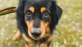 Gabinete da Causa Animal cria Central de Animais Achados e Perdidos