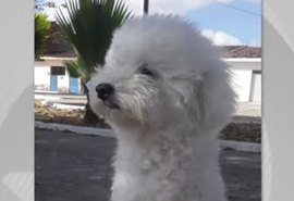 Cadela morre após ataque de pitbull solto em Maceió