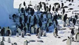 Fezes de pinguins revelam impactos do clima na Antártida