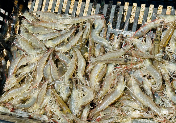 Coité do Nóia impulsiona produção de camarão e transforma vidas no semiárido alagoano