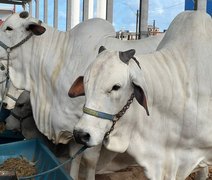 Expoalagoas Genética oferece opções de bons negócios