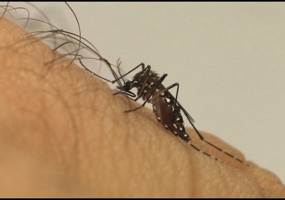 AL tem onze vezes mais casos de dengue do que Covid-19