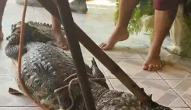 Vídeo: funcionários encontram jacaré em açaiteria na Praia do Francês