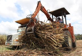 Coruripe e Santo Antônio já moeram mais de um milhão de ton de cana