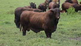 Santa Gertrudis da Fazenda Mangabeira assegura versatilidade e alto desempenho no cruzamento industrial