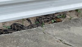 Polícia resgata jiboia de 2,3 metros em via pública em Jacarecica