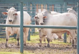 Agro Feira IBC supera as expectativas com participação de público e de negócios