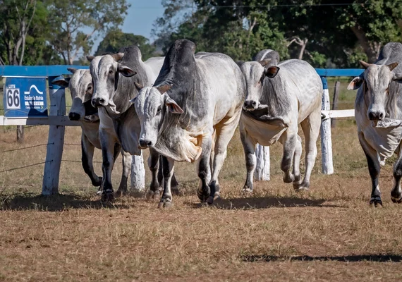 Estância Capão de Angico difunde genética nelore para o Nordeste