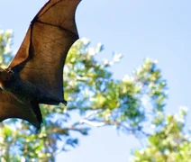 Atendimentos por contato com morcegos aumentam em Alagoas