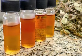 Óleo essencial de alecrim-do-mato é capaz de controlar fungos e bactérias em culturas agrícolas
