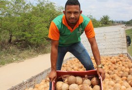 Coopaq retoma a atividade do coco no Litoral Norte