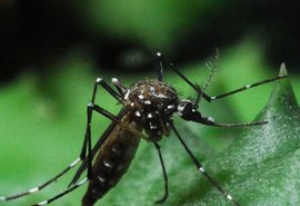 Cuiabá descarta surto de dengue durante a Copa do Mundo