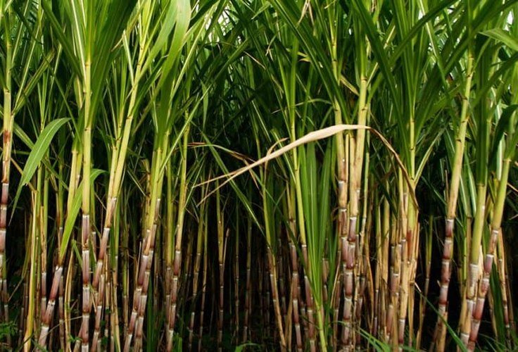 Safra 2025/2026 acumula 16,5 mi de toneladas de cana processadas