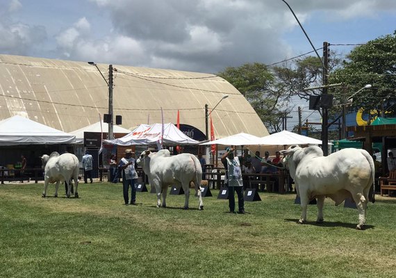 Expoagro 2019 faz pista de julgamento de alto nível