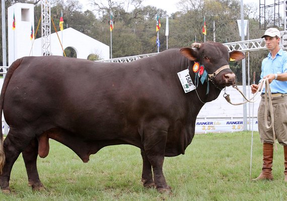 Leilão 3 Histórias muda para formato virtual