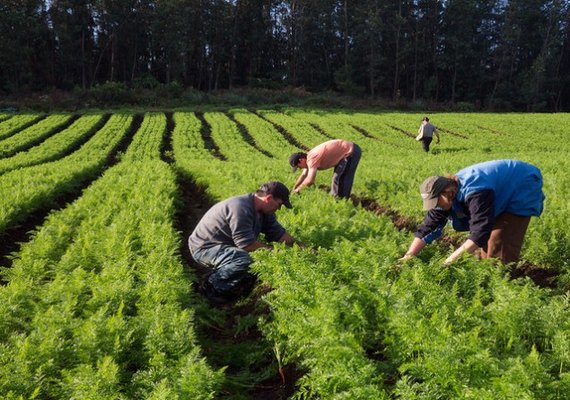 Preços mínimos de produtos da biodiversidade da safra de 2022 são atualizados