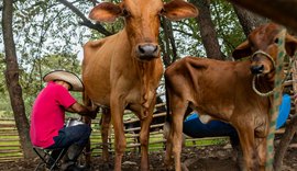 Agroamigo leva tecnologia e eficiência à agricultura familiar em Alagoas