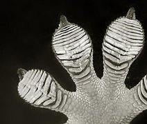 Cientistas identificam novas espécies de lagartixas no Camboja