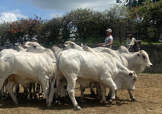 Rebanho IBC é apresentado em evento na Fazenda Recanto