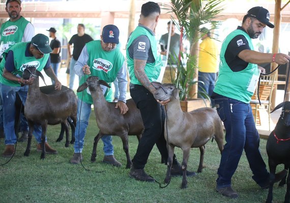 Expoagro: santa inês é destaque de genética em seletiva para exposição Nacional