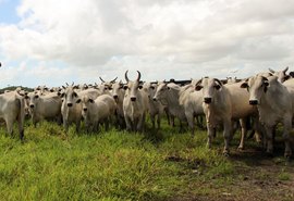 14º Leilão Nelore Positivo ofertará mais de 600 animais