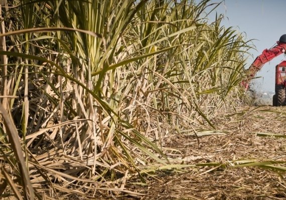 Mais duas usinas iniciam a moagem em Alagoas