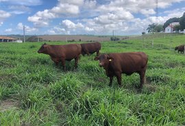 Fazenda Mangabeira disponibiliza lotes de Santa Gertrudis com prenhez positiva