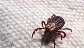 São Paulo registra 18 mortes por febre maculosa em 19 casos confirmados