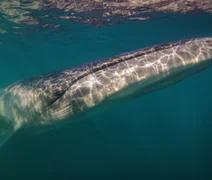 Após 100 anos, espécie de baleia volta a aparecer na costa da Argentina