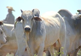 Preço do arroba bovino avança mais que valor da carne