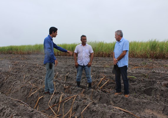 Cooperativa alagoana realiza plantio de 2300 hectares de cana-de-açúcar